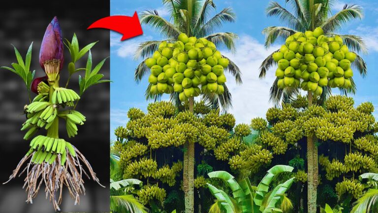 Graft 5 Types of Bananas with Coconut for Amazing Fruit Results!