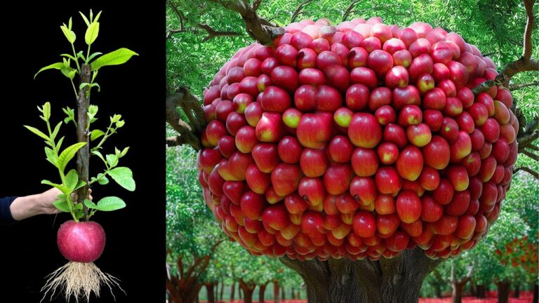 8 Easy Steps to Grow Guava from Apple Fruit Fast and Boost Your Harvest!