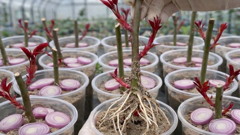Root 5 Rose Cuttings Quickly for a Blooming Garden in Just One Cup!
