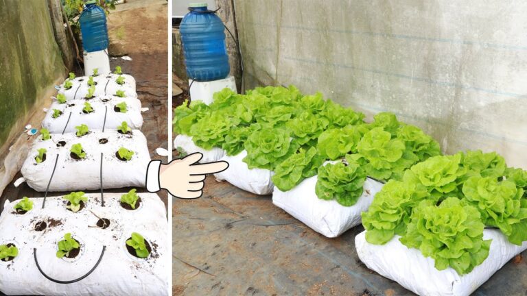 9 Easy Steps to Grow a Lush Lettuce Garden at Home for Fresh Salads!