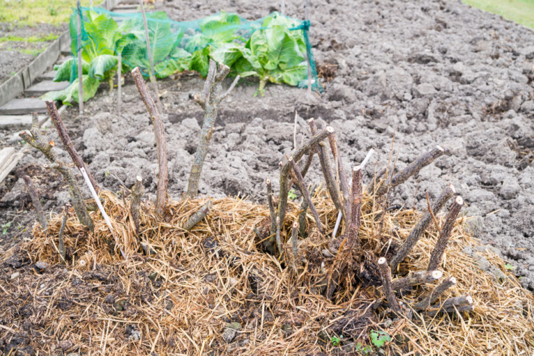 10 Essential Tips to Get Your Garden Ready for Spring
