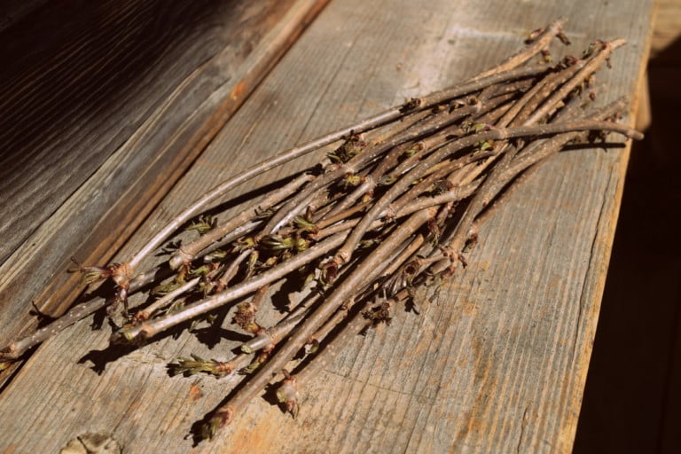 Mastering Elderberry Cuttings: A Simple Guide to Propagation
