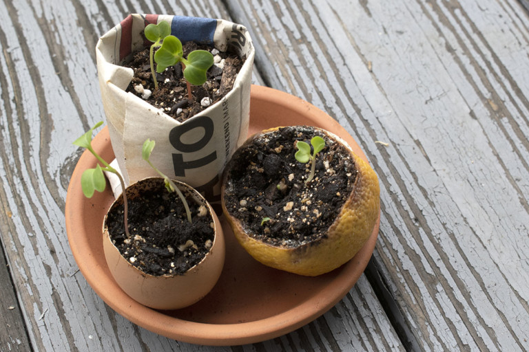 6 Easy DIY Biodegradable Seedling Pots You Can Make at Home!