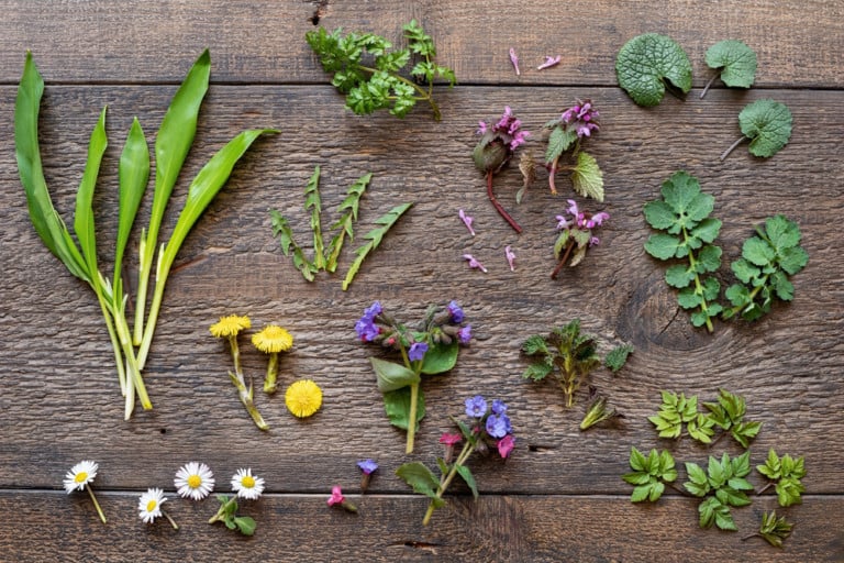 25 Delicious Wild Plants to Forage This Spring