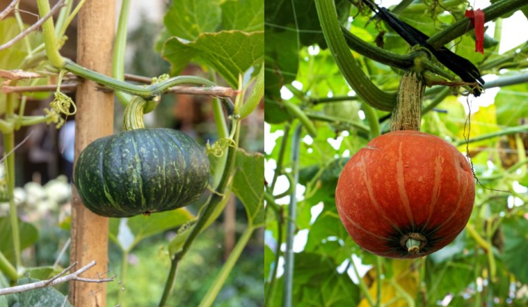Trellis Your Squash for Maximum Yields in Minimal Space