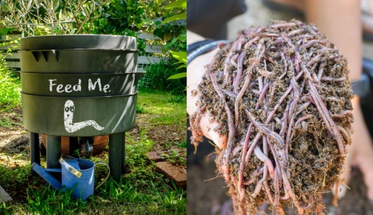 The Secret to Starting Your Own Vermicomposting Worm Bin