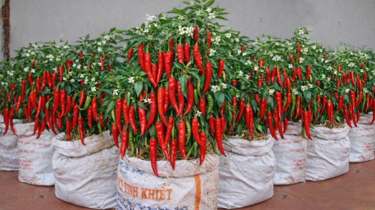 Just Using Old Sacks – I Grow Peppers All Year Round Without Needing a Garden!