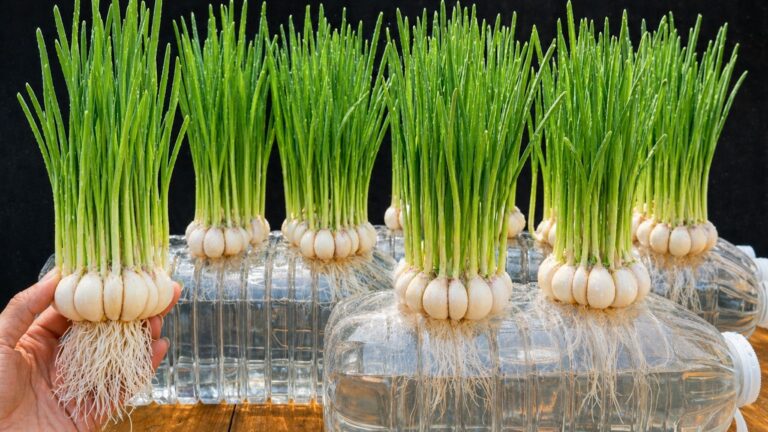 I Grow Garlic In Plastic Bottles With No Soil – Roots Grow Fast And Harvest Is Huge