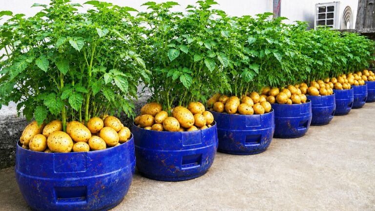 3 Crops to Grow Together This Summer: Potatoes, Cucumbers & Chayote