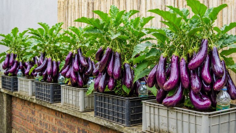 Turn Broken Containers Into a Balcony Full of Eggplants