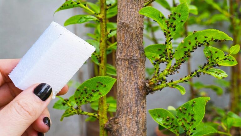 Kills Everything in 5 Seconds. (Aphids, Caterpillars, Flies, Scale Insects, Ants) Guaranteed Effectiveness
