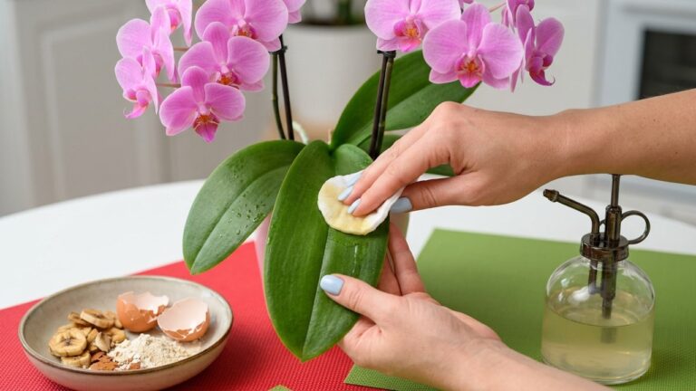 One Tiny Spoonful Woke Up My Orchid After Months Without Flowers